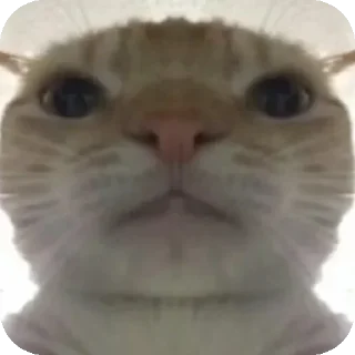 😐 emoji 鼠鼠猫猫头@Thesu_suyu Telegram sticker 5 of 37