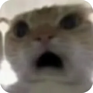 😧 emoji 鼠鼠猫猫头@Thesu_suyu Telegram sticker 7 of 37
