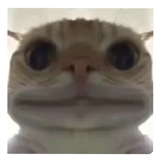 😐 emoji 鼠鼠猫猫头@Thesu_suyu Telegram sticker 18 of 37