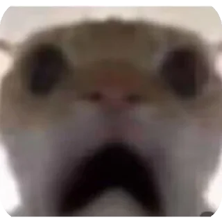 😟 emoji 鼠鼠猫猫头@Thesu_suyu Telegram sticker 16 of 37