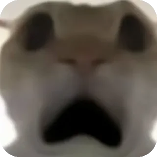 😨 emoji 鼠鼠猫猫头@Thesu_suyu Telegram sticker 15 of 37