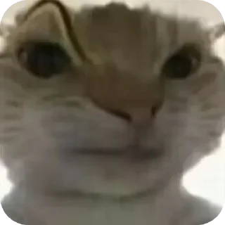 🤨 emoji 鼠鼠猫猫头@Thesu_suyu Telegram sticker 21 of 37