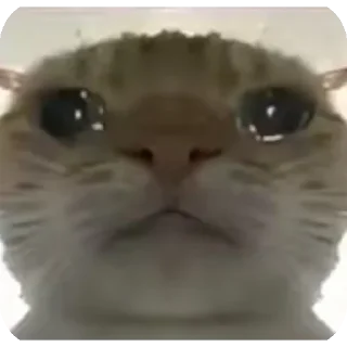 😥 emoji 鼠鼠猫猫头@Thesu_suyu Telegram sticker 14 of 37