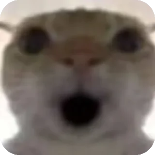 😮 emoji 鼠鼠猫猫头@Thesu_suyu Telegram sticker 12 of 37
