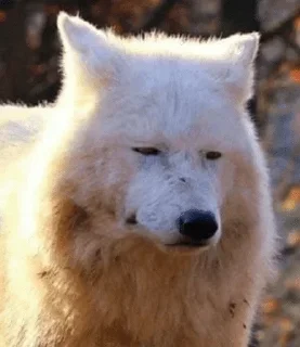 😐 emoji @chkthnxx got no pussy Telegram sticker 15 of 30