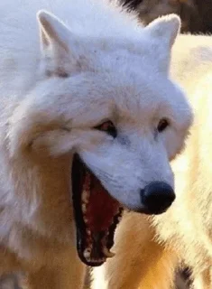 😂 emoji @chkthnxx got no pussy Telegram sticker 14 of 30