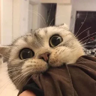 🥰 emoji Catu!_[@Its_me_Preet] Telegram sticker 12 of 55