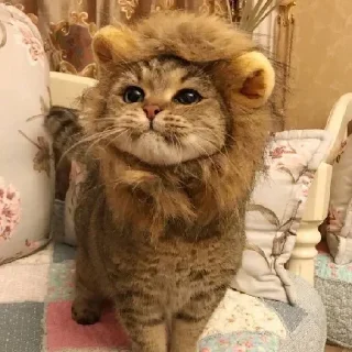 🦁 emoji Catu!_[@Its_me_Preet] Telegram sticker 5 of 55