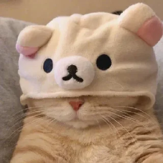 🐻 emoji Catu!_[@Its_me_Preet] Telegram sticker 6 of 55