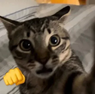 😡 emoji 胡思乱想の霖 静态贴纸包(0) Telegram sticker 6 of 38