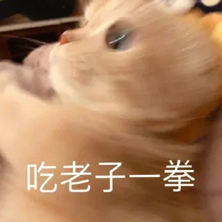 😺 emoji 胡思乱想の霖 静态贴纸包(0) Telegram sticker 14 of 38
