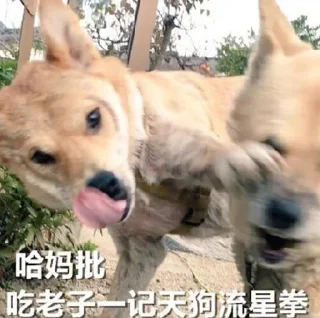🐕 emoji Cc stickers2  @DOGBUYBUY Telegram sticker 8 of 120