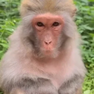Sticker from Janvi 2 🐒🐵@BADDAsS_FUFA