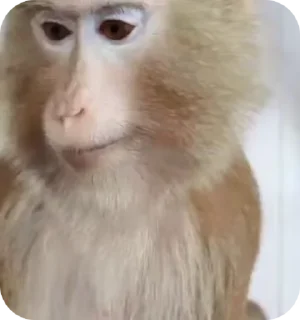🍊 emoji Janvi 2 🐒🐵@BADDAsS_FUFA Telegram sticker 24 of 81