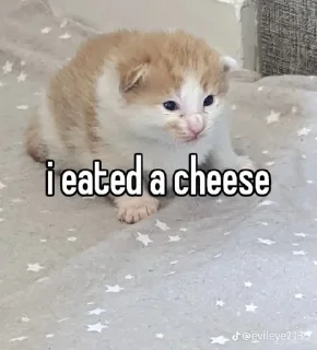 🤔 emoji Cat Memes Telegram sticker 5 of 28