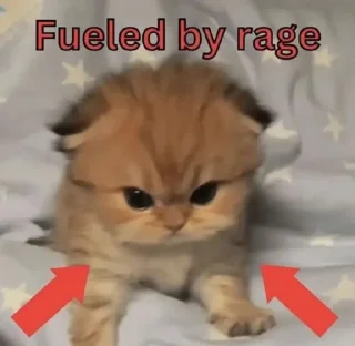 🤔 emoji Cat Memes Telegram sticker 20 of 28
