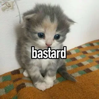 🤔 emoji Cat Memes Telegram sticker 3 of 28