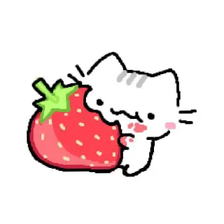 Sticker from cat memes @yoijungwon