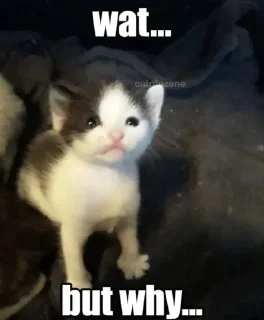 🤔 emoji Cat Memes Telegram sticker 6 of 28