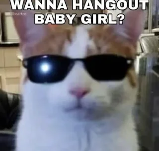 🤔 emoji Cat Memes Telegram sticker 23 of 28