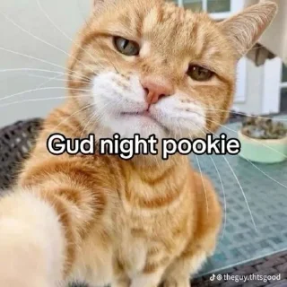 🤔 emoji Cat Memes Telegram sticker 12 of 28