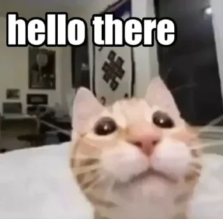 🤔 emoji Cat Memes Telegram sticker 21 of 28