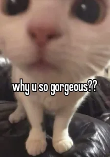 🤔 emoji Cat Memes Telegram sticker 11 of 28