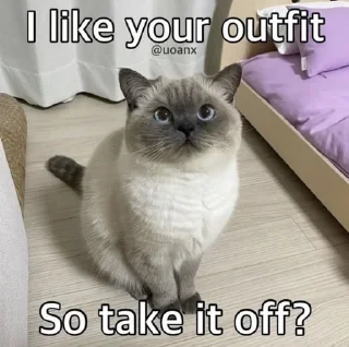🤔 emoji Cat Memes Telegram sticker 4 of 28