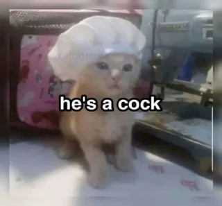 🤔 emoji Cat Memes Telegram sticker 2 of 28