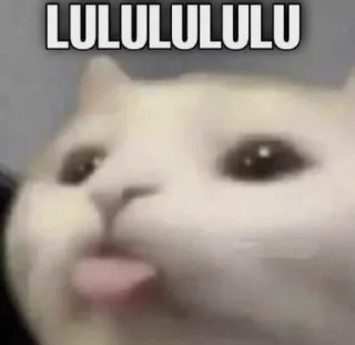 🤔 emoji Cat Memes Telegram sticker 24 of 28
