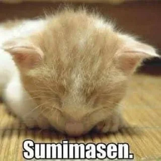 🤔 emoji Cat Memes Telegram sticker 13 of 28