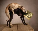 🐩 emoji Korosh Kabir Pack Telegram sticker 9 of 25