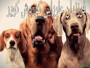 🐩 emoji Korosh Kabir Pack Telegram sticker 16 of 25