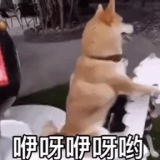 🐶 emoji @xxxxxxQ_Q 的私藏（1）（Video） Telegram sticker 16 of 64