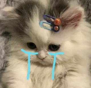 🤯 emoji miaww miaww😼‼️ Telegram sticker 23 of 33