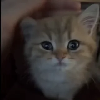 😐 emoji @cats myy kitty😘😘 — @stckrRobot Telegram sticker 8 of 41