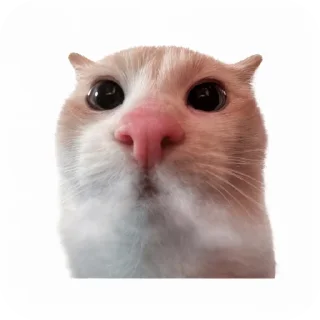 🐱 emoji Lance's Telegram sticker 2 of 34