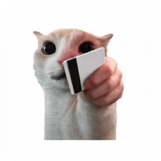 🐱 emoji Lance's Telegram sticker 11 of 34