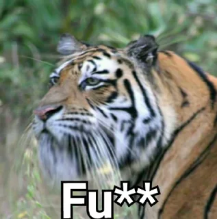 🐯 emoji Acinonyx's bqb vol.2 Telegram sticker 1 of 102