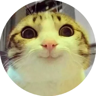🙂 emoji pete.two pack by @QuotLyBot Telegram sticker 22 of 76
