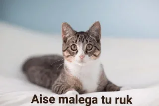 🥺 emoji MEME MEME MEME MEME MEME MEME MEME @YO_MILLION_DOLLAR_GAL — @stc Telegram sticker 9 of 120