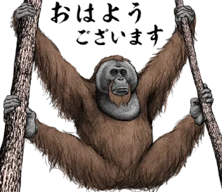 ⭐ emoji Orangutan X panda Telegram sticker 11 of 40