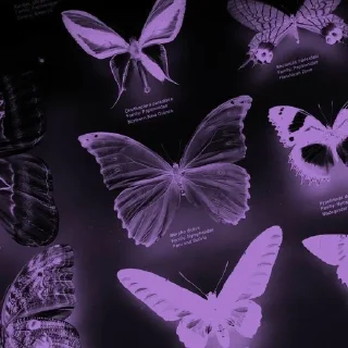 Sticker from Purple Vibes 💜 @Blooming_Beautifully