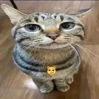 😼 emoji Vibin Cats 2 @ManasTheKing Telegram sticker 20 of 120