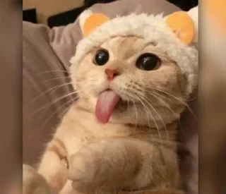😜 emoji Meow Cats @ManasTheKing Telegram sticker 9 of 120