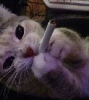 🚬 emoji Meow Cats @ManasTheKing Telegram sticker 18 of 120