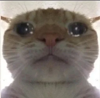 😿 emoji Vibin Cats 2 @ManasTheKing Telegram sticker 5 of 120
