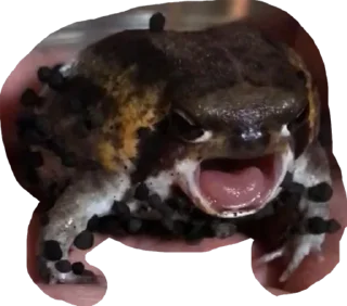 Sticker from Retarded froggos