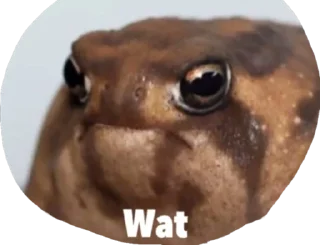 Sticker from Retarded froggos