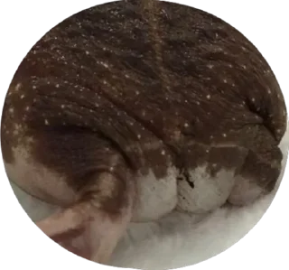 Sticker from Retarded froggos